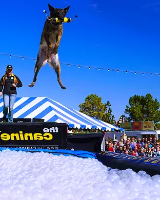 The Canine Stars Stunt Dog Show